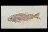 Scarce Mioplosus Fossil Fish - Wyoming #89642-1